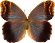 schmetterling030061.jpg