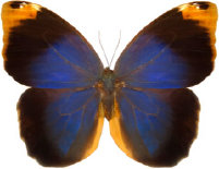 schmetterling030062.jpg