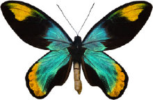 schmetterling030063.jpg