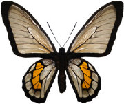 schmetterling030064.jpg