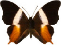schmetterling030065.jpg
