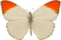 schmetterling030066.jpg