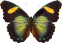 schmetterling030067.jpg