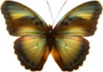 schmetterling030068.jpg