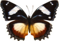 schmetterling030069.jpg