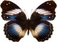 schmetterling030070.jpg