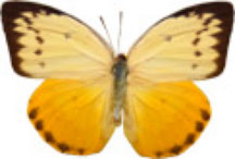 schmetterling030071.jpg