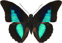 schmetterling030072.jpg