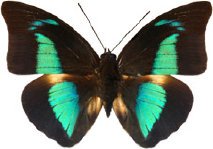 schmetterling030073.jpg