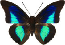 schmetterling030074.jpg