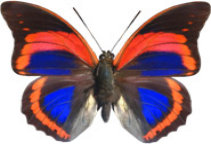 schmetterling030075.jpg