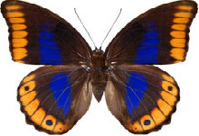 schmetterling030076.jpg