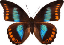 schmetterling030077.jpg