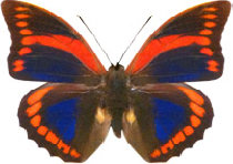 schmetterling030078.jpg