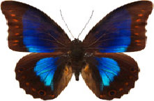 schmetterling030079.jpg