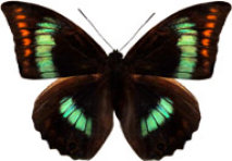 schmetterling030080.jpg
