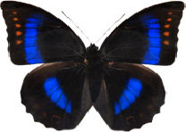 schmetterling030081.jpg