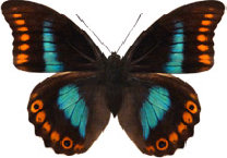 schmetterling030082.jpg