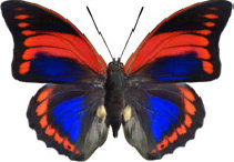 schmetterling030083.jpg
