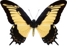 schmetterling030084.jpg