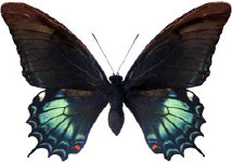 schmetterling030085.jpg