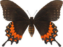 schmetterling030086.jpg