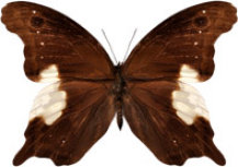 schmetterling030087.jpg