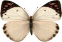 schmetterling030088.jpg