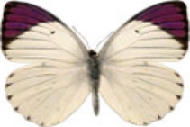 schmetterling030089.jpg