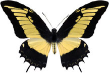 schmetterling030090.jpg