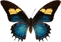 schmetterling030091.jpg