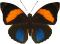 schmetterling030092.jpg