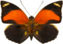 schmetterling030093.jpg