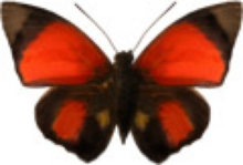 schmetterling030094.jpg