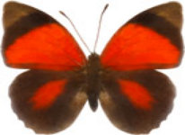 schmetterling030095.jpg