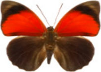 schmetterling030096.jpg
