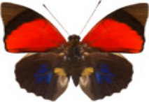 schmetterling030097.jpg