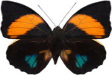 schmetterling030098.jpg