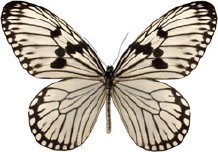 schmetterling0310100.jpg