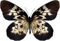 schmetterling0310101.jpg