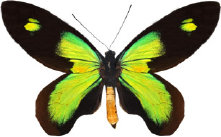 schmetterling0310103.jpg