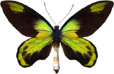 schmetterling0310104.jpg