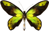 schmetterling0310105.jpg