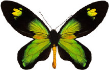schmetterling0310106.jpg