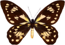 schmetterling0310107.jpg
