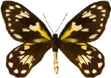 schmetterling0310108.jpg