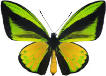 schmetterling0310109.jpg