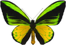 schmetterling0310110.jpg