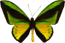 schmetterling0310111.jpg