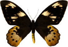 schmetterling0310112.jpg